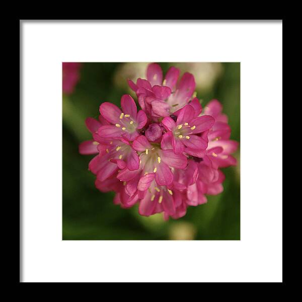 Flowers Framed Print featuring the photograph Pink Armeria Cluster by Adrian Wale