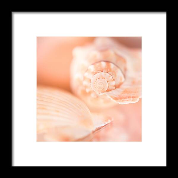 Shells Framed Print featuring the photograph Pink Shell Pair by Hermes Fine Art