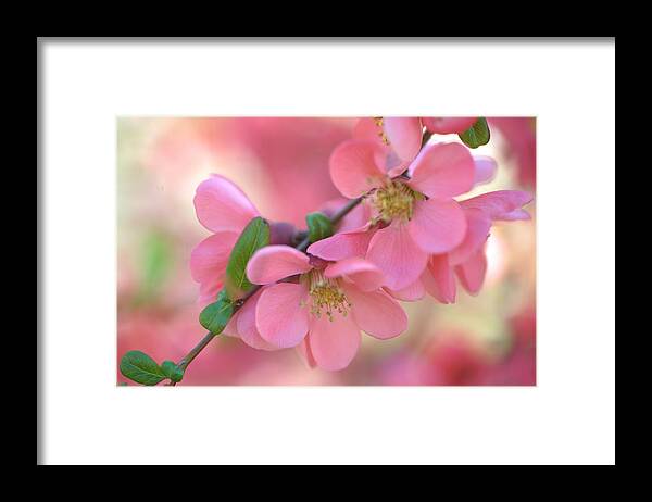 Jenny Rainbow Fine Art Photography Framed Print featuring the photograph Pink Spring Marvels by Jenny Rainbow