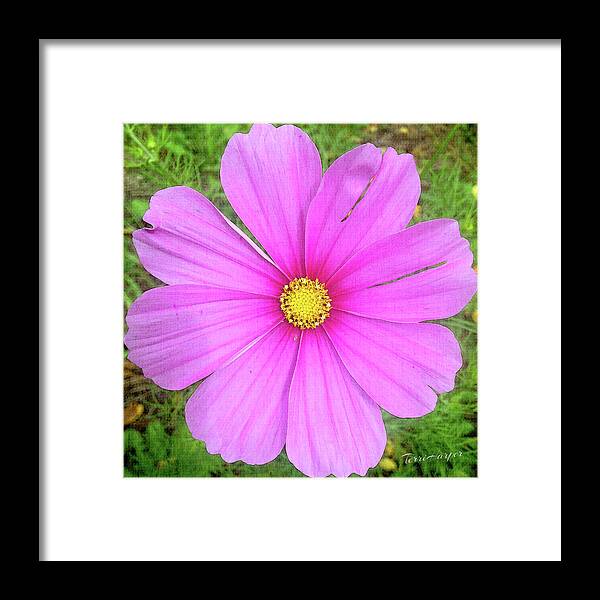 Pink Framed Print featuring the photograph Pink by Terri Harper