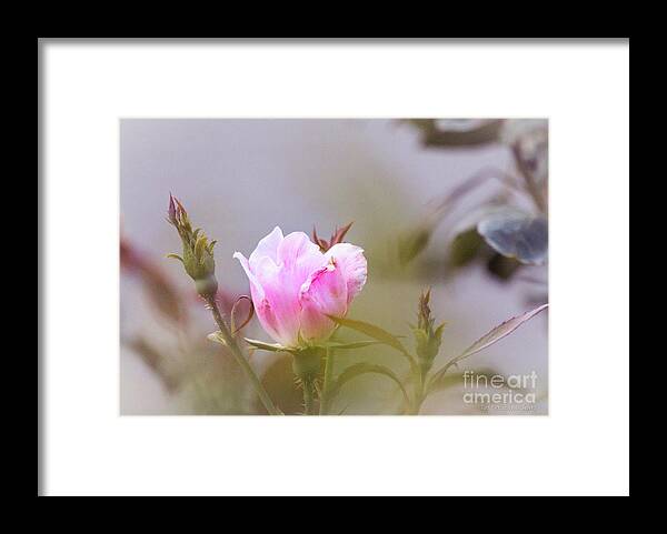 Closeup Framed Print featuring the photograph Pink by Todd Blanchard