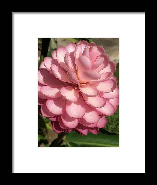 Hawaii Framed Print featuring the photograph Pink Torch Ginger by Teresa Wilson