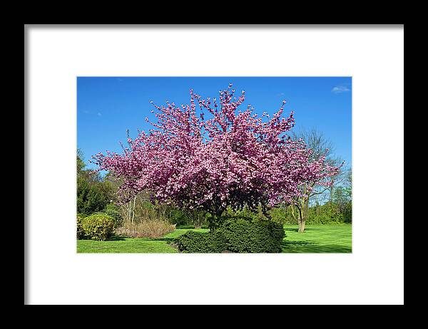 Spring Flowering Tree Framed Print featuring the photograph Pink Tree by Sally Weigand