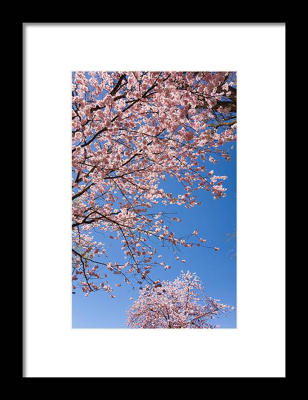 Pink Framed Print featuring the photograph Pink trees in full bloom in spring by Matthias Hauser