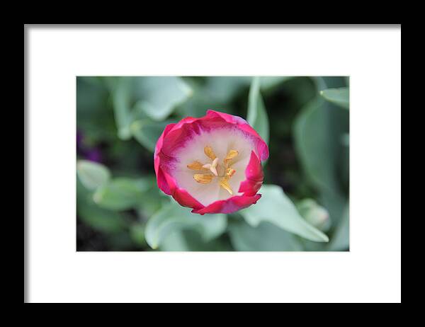 Tulip Framed Print featuring the photograph Pink Tulip Top View by Allen Nice-Webb