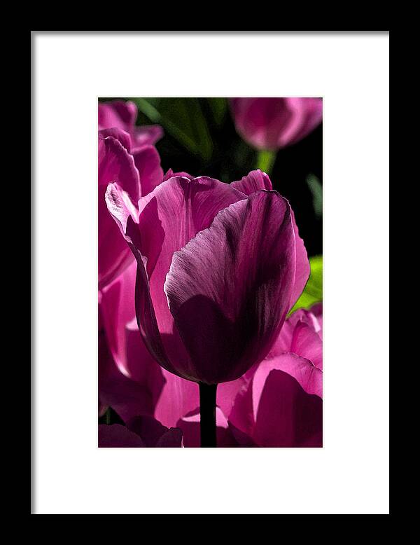 Summer Framed Print featuring the photograph Pink Tulip Watercolor by Cathy Mahnke