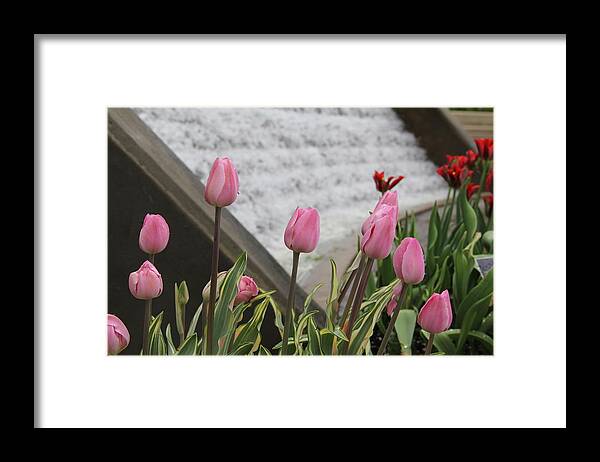 Tulips Framed Print featuring the photograph Pink Tulips by Allen Nice-Webb