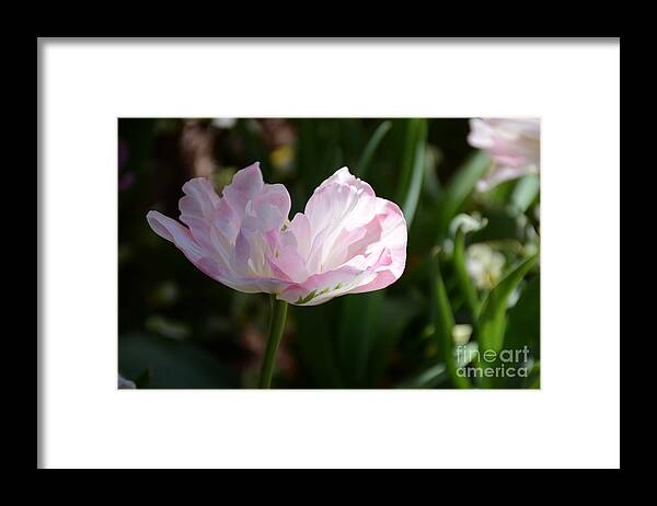 Flower Framed Print featuring the painting Sun Kissed Flower by Constance Woods