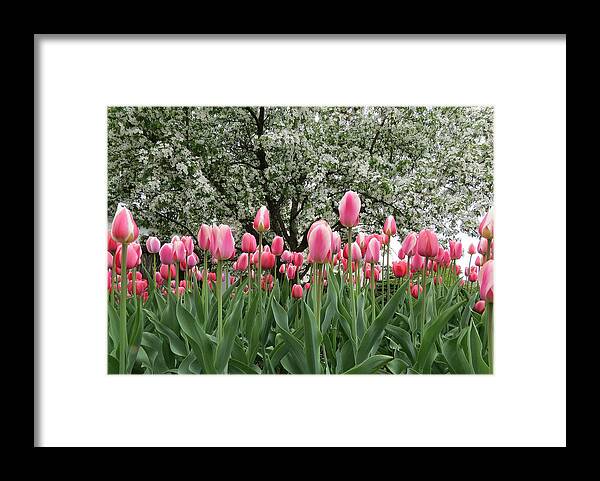 Tulips Framed Print featuring the photograph Pink Tulips Under Flowering Crab Tree by Patti Deters