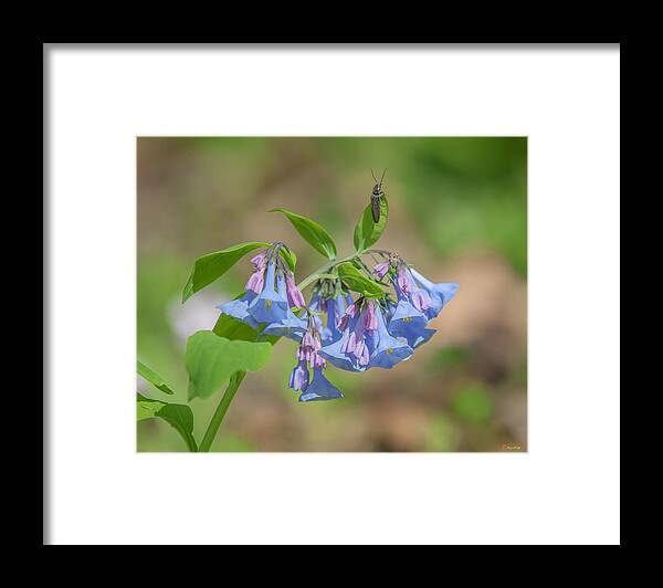 Nature Framed Print featuring the photograph Pink Virginia Bluebells or Virginia Cowslip DSPF0335 by Gerry Gantt