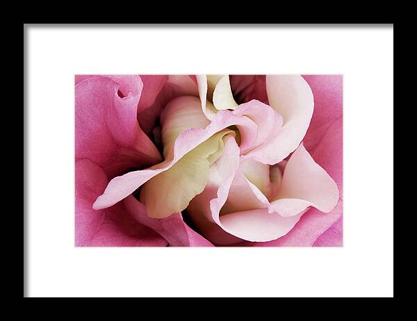 Angelini Framed Print featuring the photograph Pink Vortex Lisianthus visit www.AngeliniPhoto.com for more by Mary Angelini