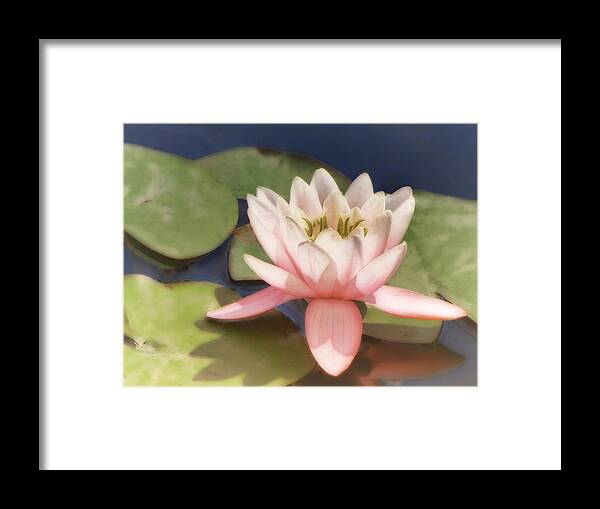 Water Lily Framed Print featuring the photograph Pink Water Lily - photograph by Ann Powell