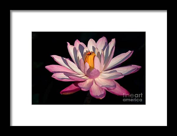 East Coast Framed Print featuring the photograph Pink Waterlily by Liesl Walsh