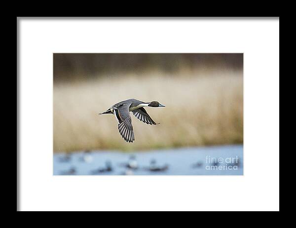 Pintail Framed Print featuring the photograph Pintail Duck by Craig Leaper