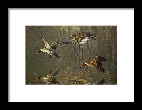Pintails Framed Print featuring the photograph Pintail Ducks by Brian Tarr