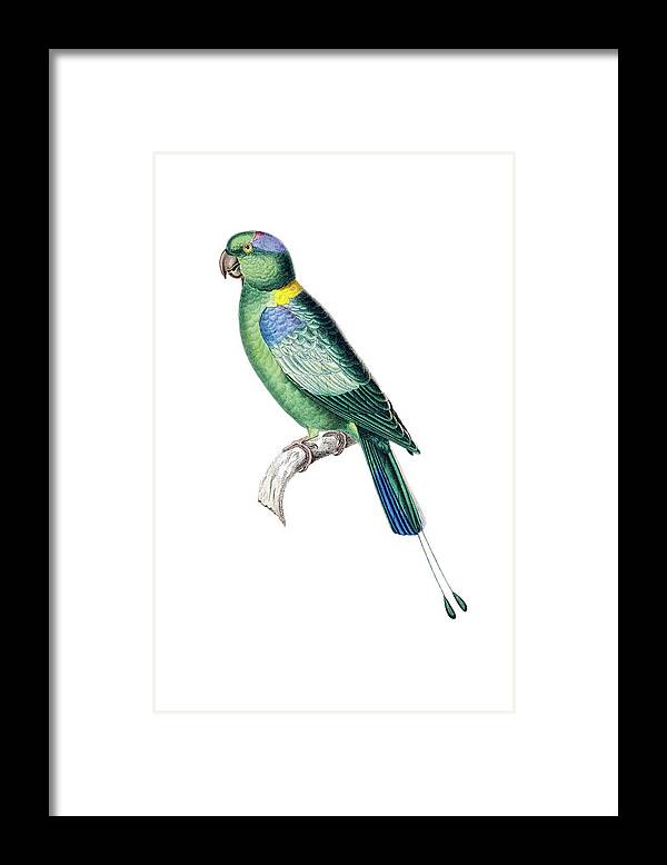 Pintailed Framed Print featuring the painting Pintailed Parrot by Douglas Barnett