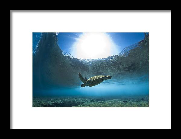  Pipeline Framed Print featuring the photograph Pipe Turtle Glide - part 1 of 3 by Sean Davey