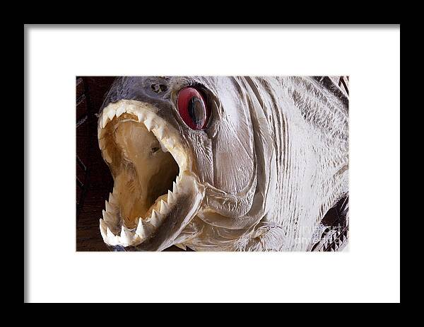 Piranha Framed Print featuring the photograph Piranha fish close up by Simon Bratt