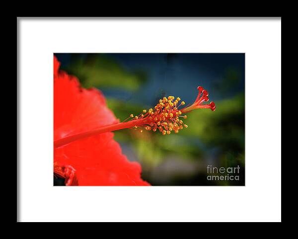 Hibiscus Framed Print featuring the photograph Pistil Of Hibiscus by Robert Bales