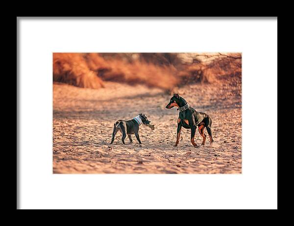 Adorable Framed Print featuring the photograph Pitbull and Doberman by Peter Lakomy