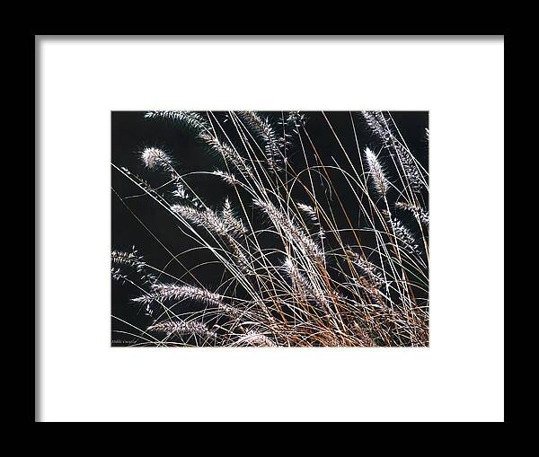 Plant Framed Print featuring the photograph Plant by Mikki Cucuzzo