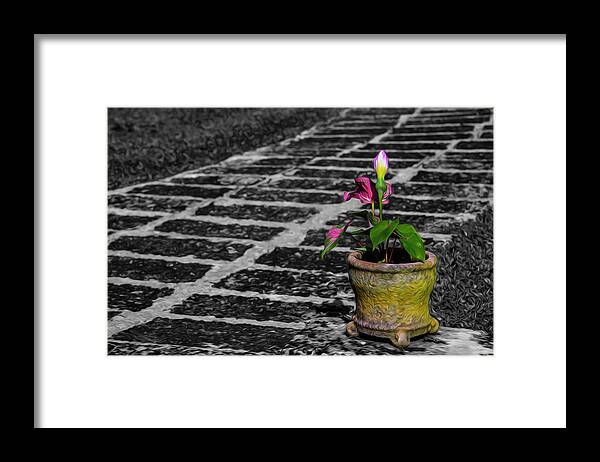 Plants Framed Print featuring the photograph Plant by Stuart Manning
