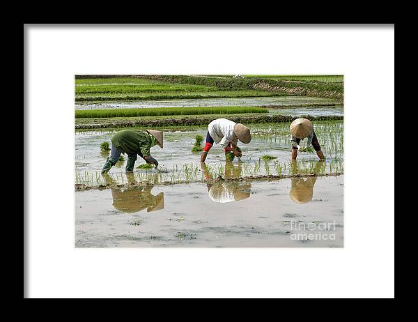 Planting Framed Print featuring the photograph Planting Rice by Peter Dang