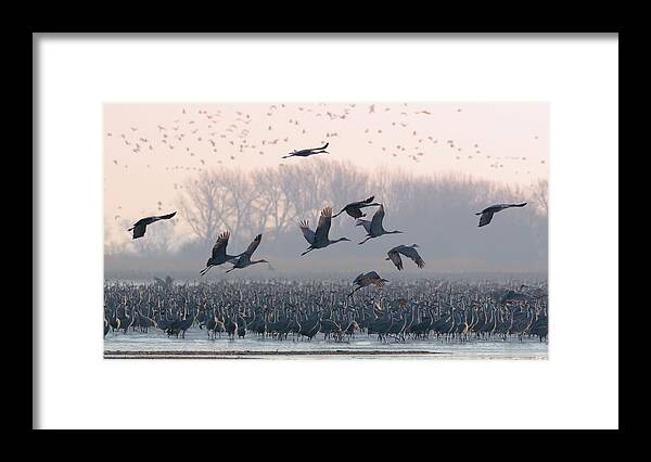 Sandhill Cranes Framed Print featuring the photograph Platte River Morn by Susan Rissi Tregoning