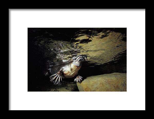 David Parer-cook Framed Print featuring the photograph Platypus Surfacing by David Parer and Elizabeth Parer-Cook