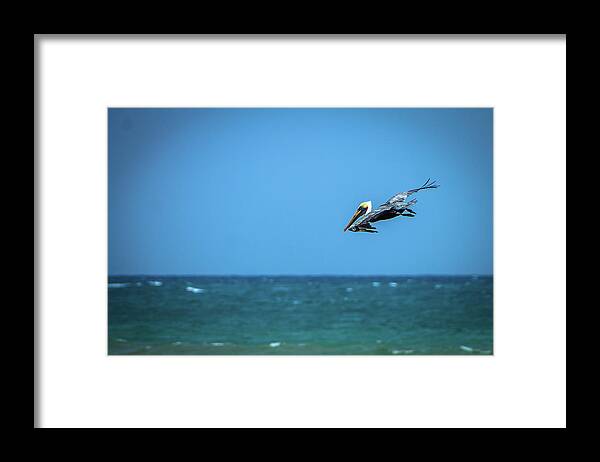 Pelican Framed Print featuring the photograph Play Time by Fred Boehm