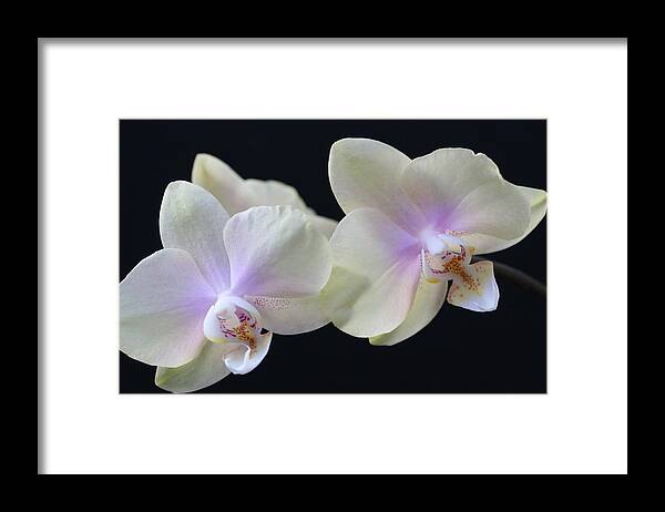 Orchids Framed Print featuring the photograph Playful Orchids by Tammy Pool