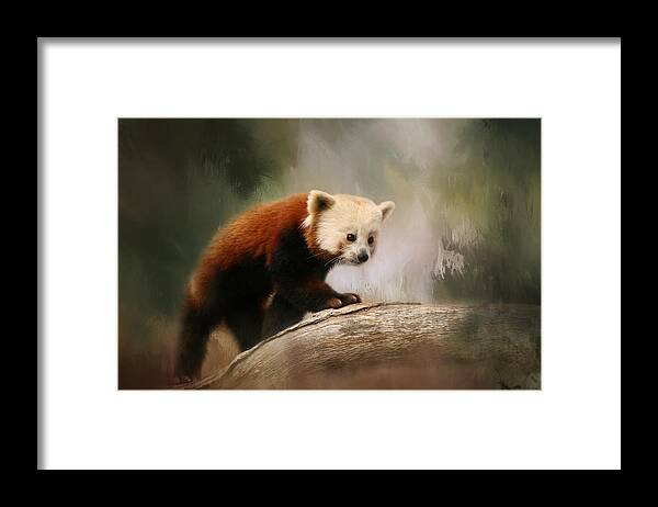 Panda Framed Print featuring the photograph The Panda Red by Kim Hojnacki