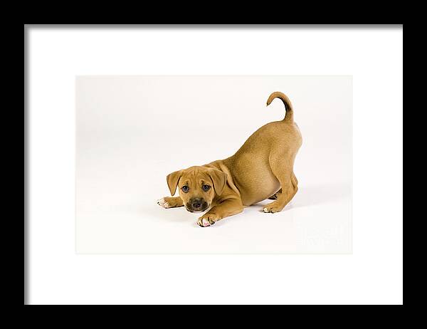 Puppy Framed Print featuring the photograph Playful Puppy by Dean Birinyi