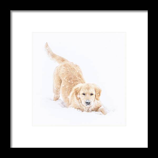Puppy Framed Print featuring the photograph Playful Puppy by Jennifer Grossnickle