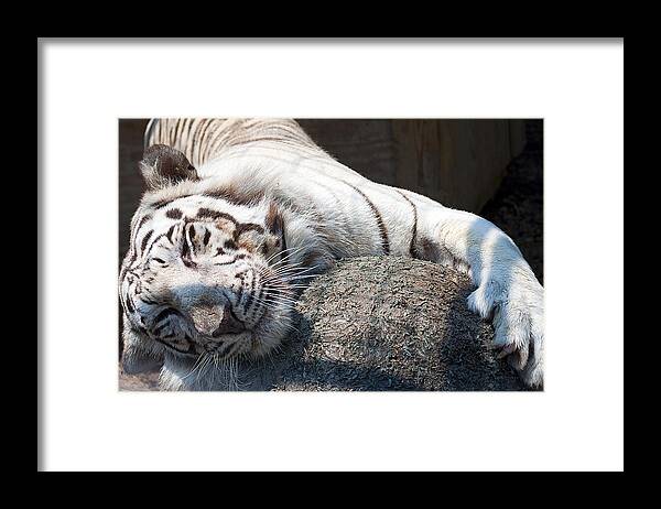 Wildlife Framed Print featuring the photograph Playful Tiger by Kenneth Albin