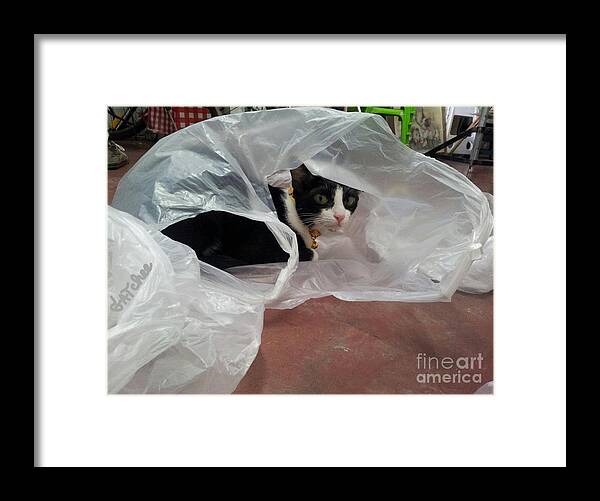 Gatchee Framed Print featuring the photograph Playing of A Cat by Sukalya Chearanantana