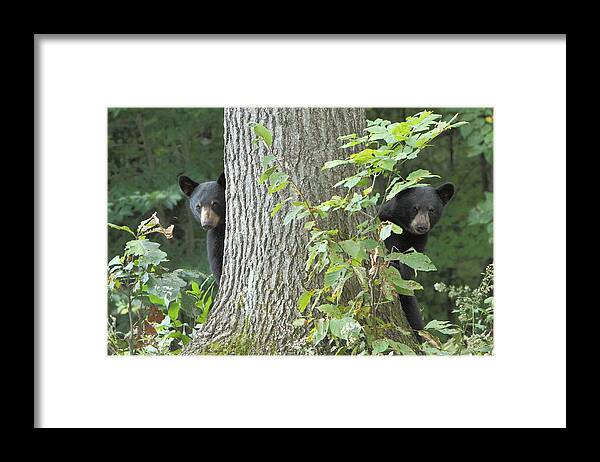 Nature Framed Print featuring the photograph Playing Peek-a-boo with twins by Duane Cross