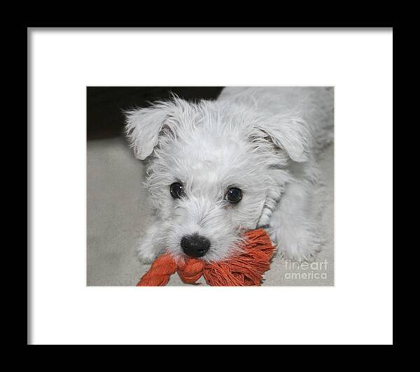 White Framed Print featuring the photograph Playing Puppy by Terri Waters