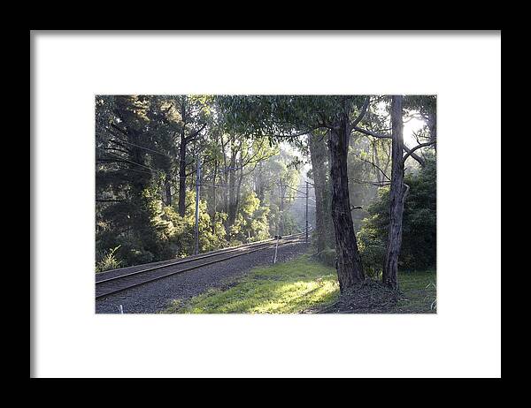 Forest Framed Print featuring the photograph Playing With Light by Masami Iida