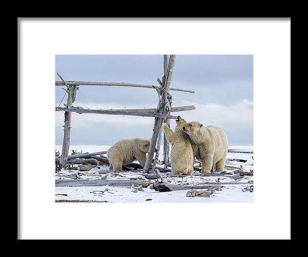 Animal Framed Print featuring the photograph Playtime in the Arctic by Cheryl Strahl