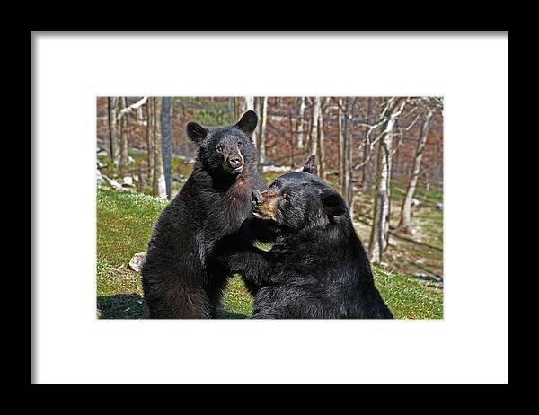 Animals.bears Framed Print featuring the photograph Playtime by Karol Livote