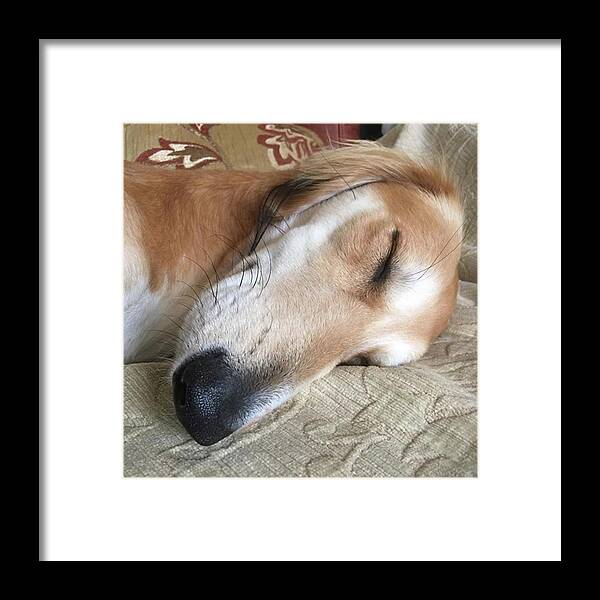 Persiangreyhound Framed Print featuring the photograph Please Be Quiet. Saluki by John Edwards