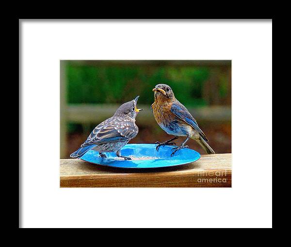 Bluebird Framed Print featuring the photograph Please Please Pretty Please by Sue Melvin