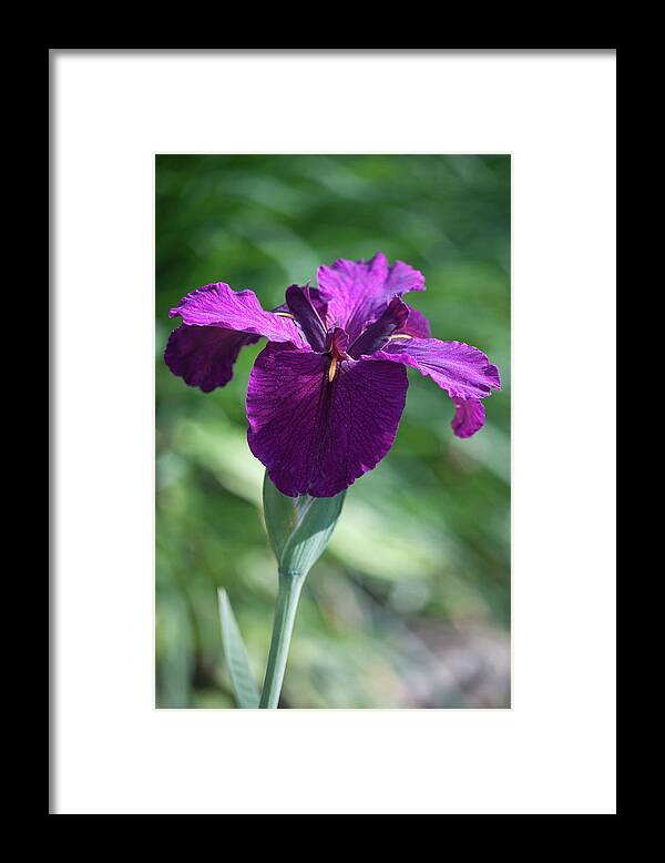 Photograph Framed Print featuring the photograph Pleasingly Purple by Suzanne Gaff