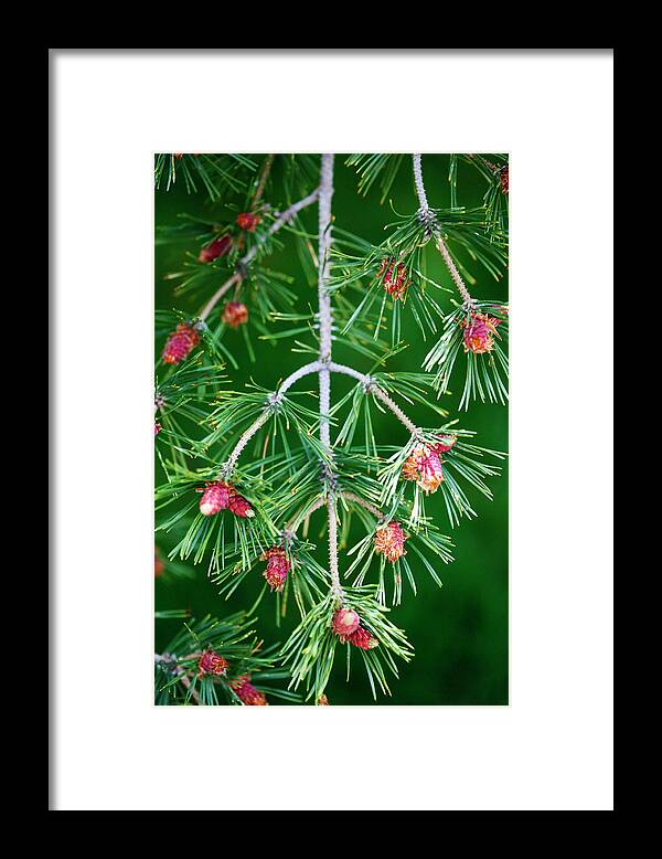 Plentiful Framed Print featuring the photograph Plentiful Pine by Marilyn Hunt