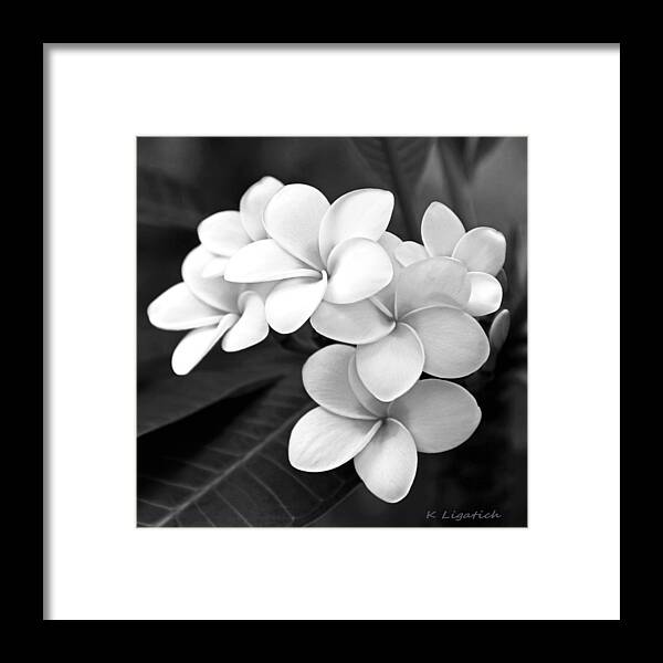 Plumeria Framed Print featuring the photograph Plumeria - Black and White by Kerri Ligatich