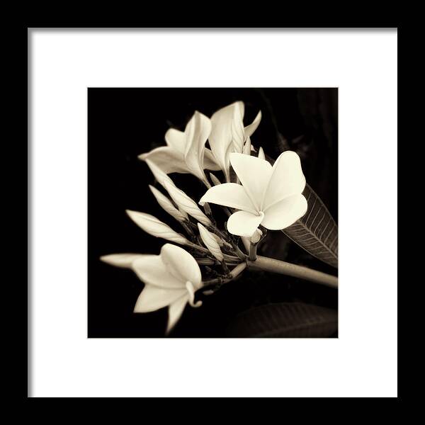 Plumeria Framed Print featuring the photograph Plumeria Blossoms In Sepia by Ann Powell