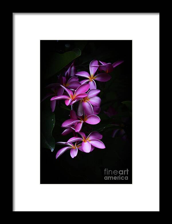 Plumerias Framed Print featuring the photograph Plumeria Light by Kelly Wade