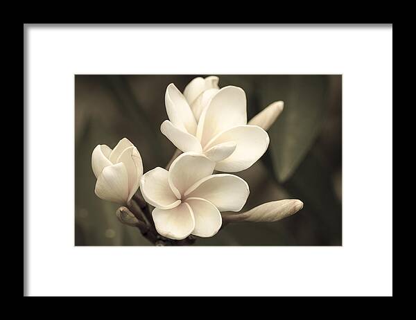 Flower Of The Day Framed Print featuring the photograph Plumeria Sepia by Jade Moon