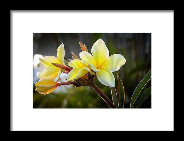 Flower Framed Print featuring the photograph Plumeria by Terri Hart-Ellis